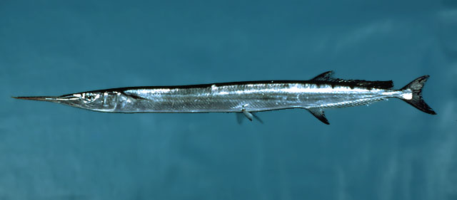Flat Needlefish